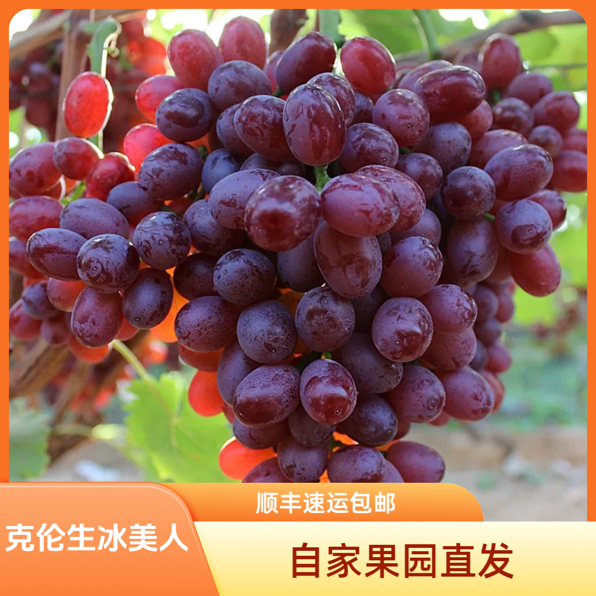 【顺丰速运】大凉山克伦生冰美人小糖豆纯甜无酸无籽红提3斤起