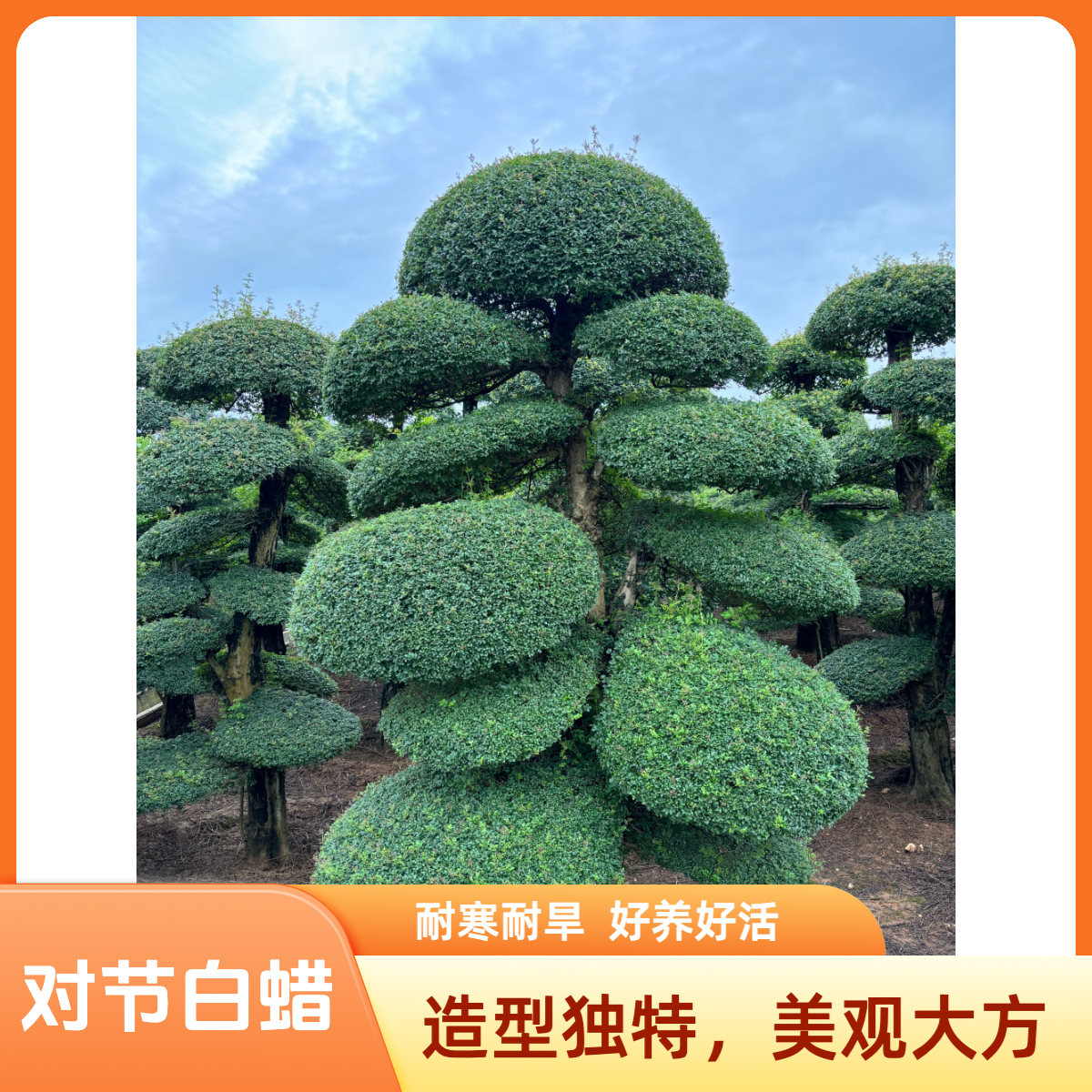 对节白蜡景观树 耐高温耐低寒 (直播定金)