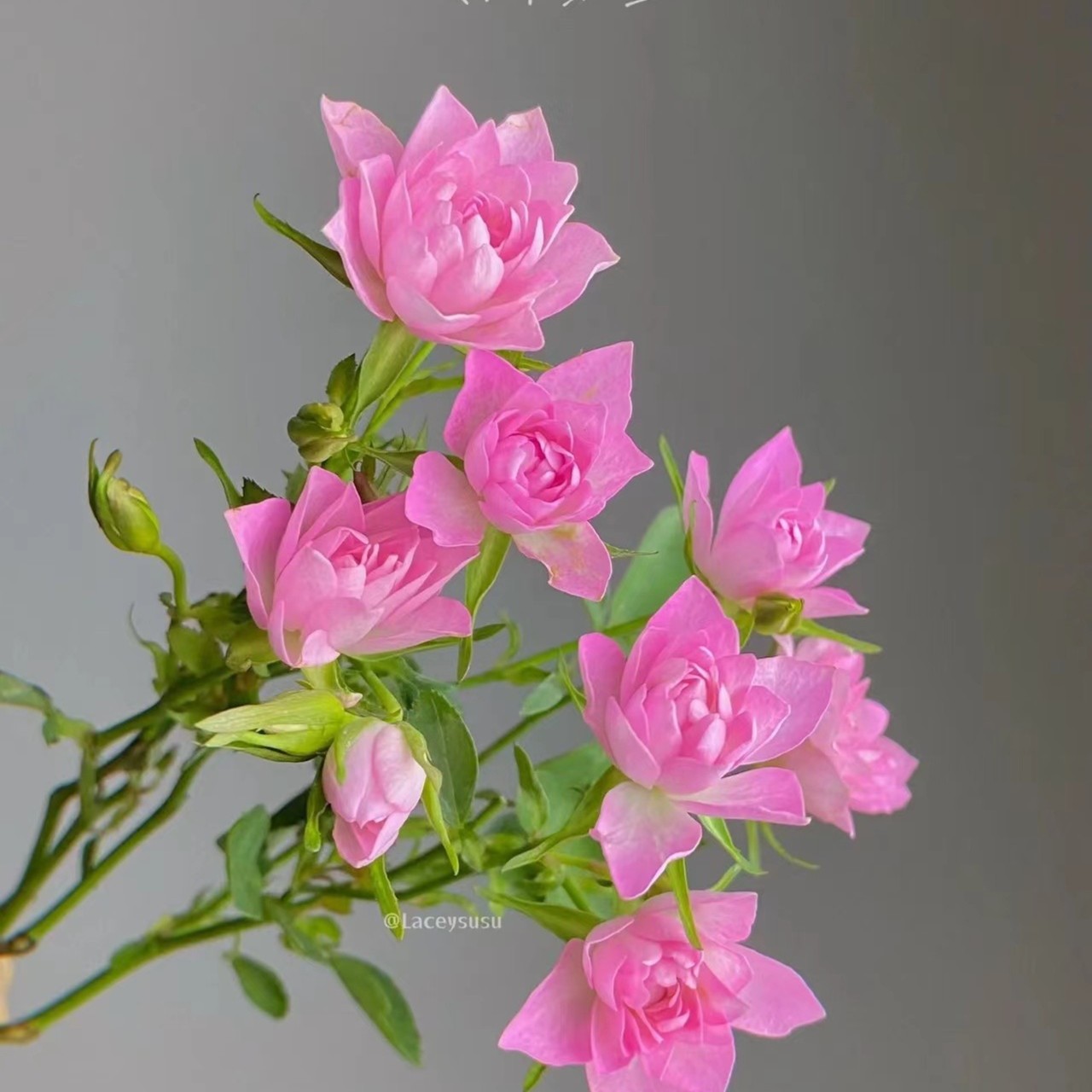 花小将 天荷繁星 超微 花量大