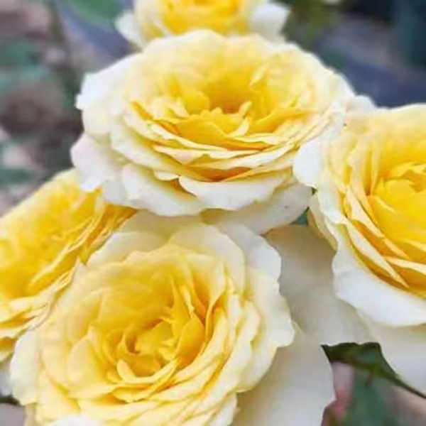 花小将 美好黄色 切花月季 庭院阳台