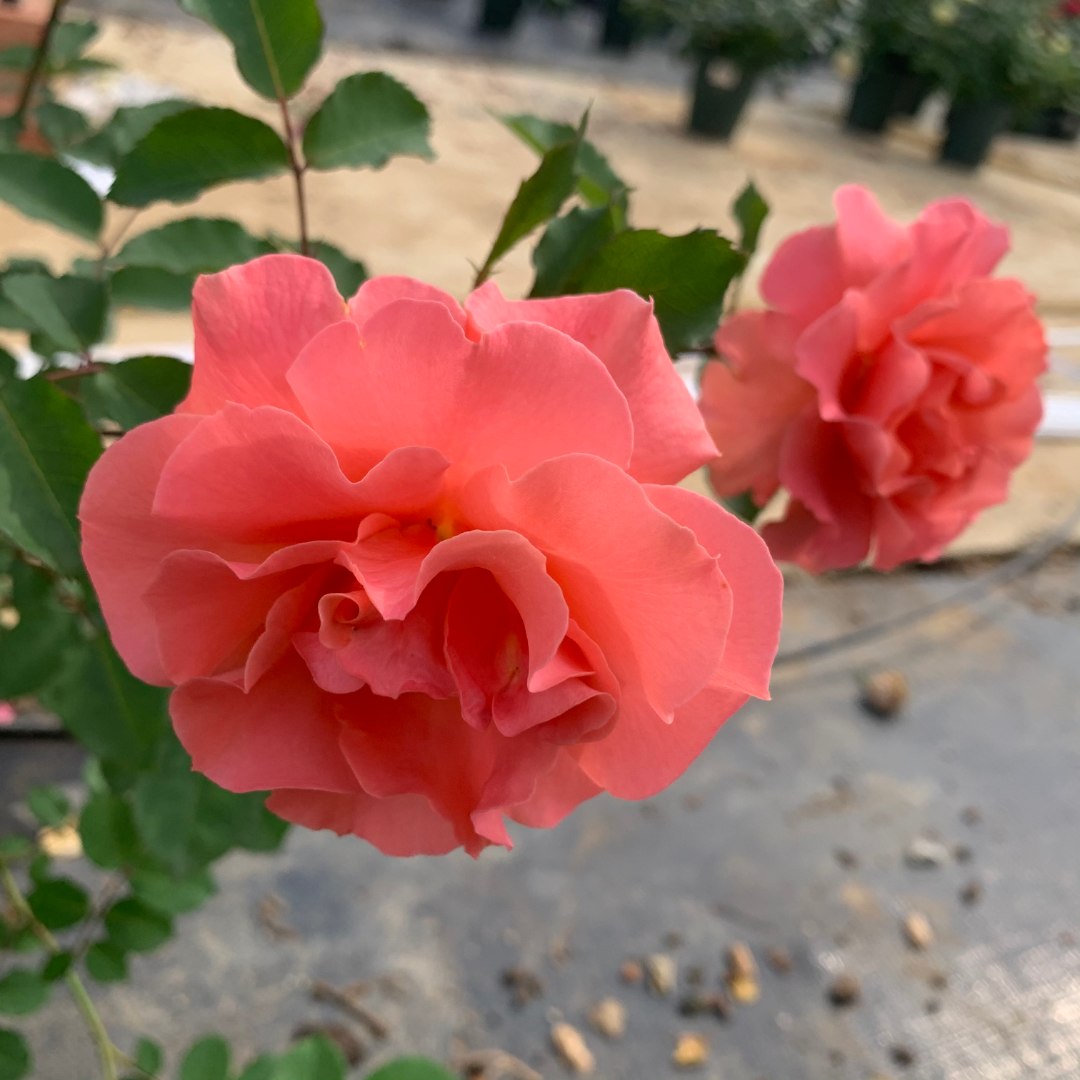 花小将 阿里巴巴 藤本月季 庭院阳台