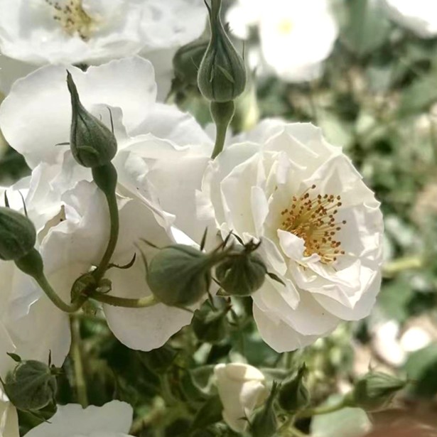 花小将 银币 藤本 爬藤 耐寒