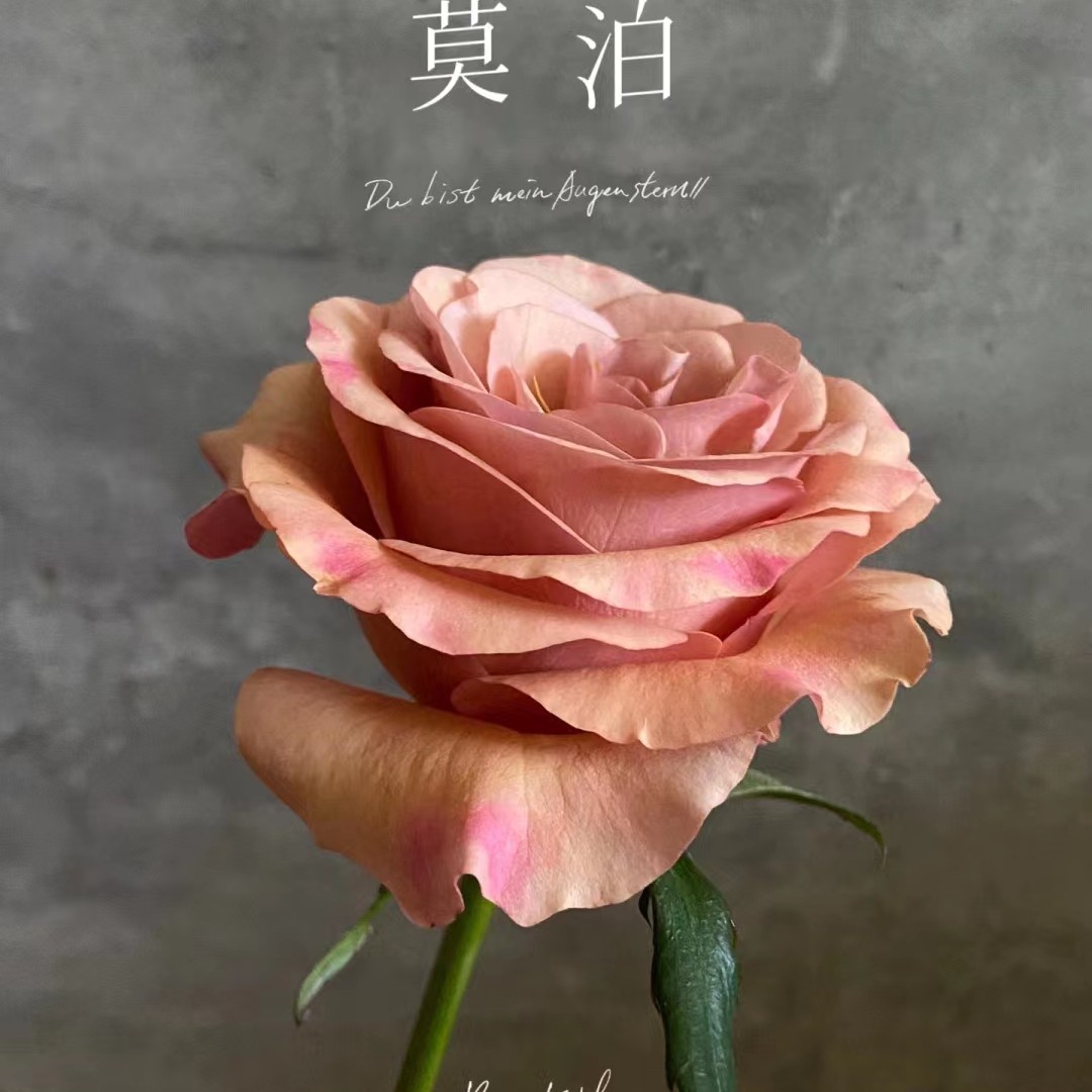 花小将 莫泊 切花月季 复古色系高颜值