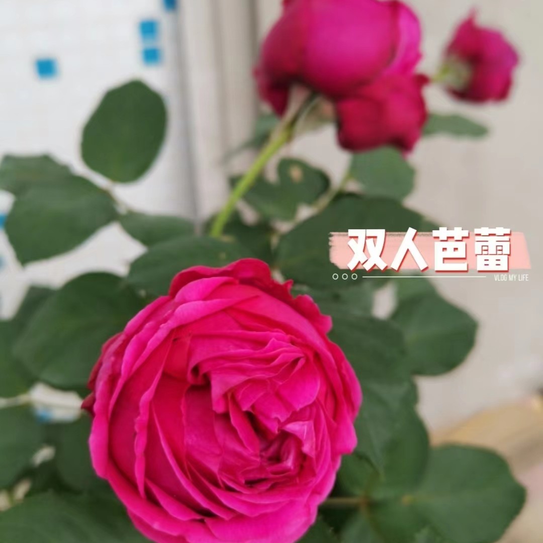 花小将 双人芭蕾 灌木月季 花期长 耐热庭院