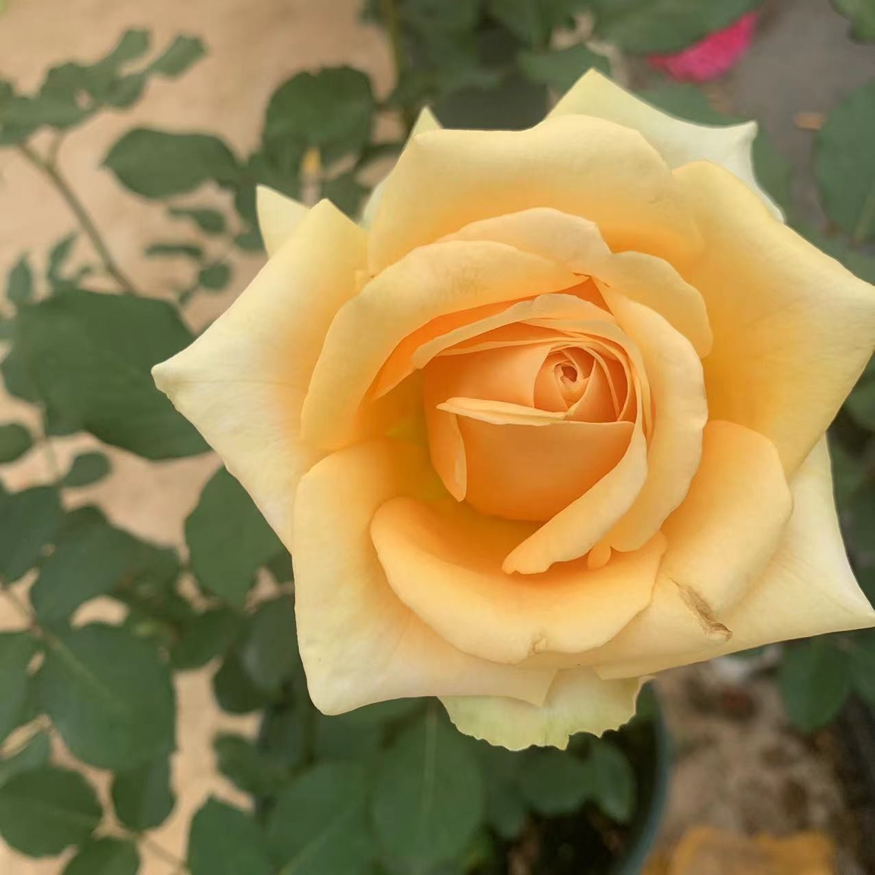 花小将  深香槟 灌木月季 庭院阳台