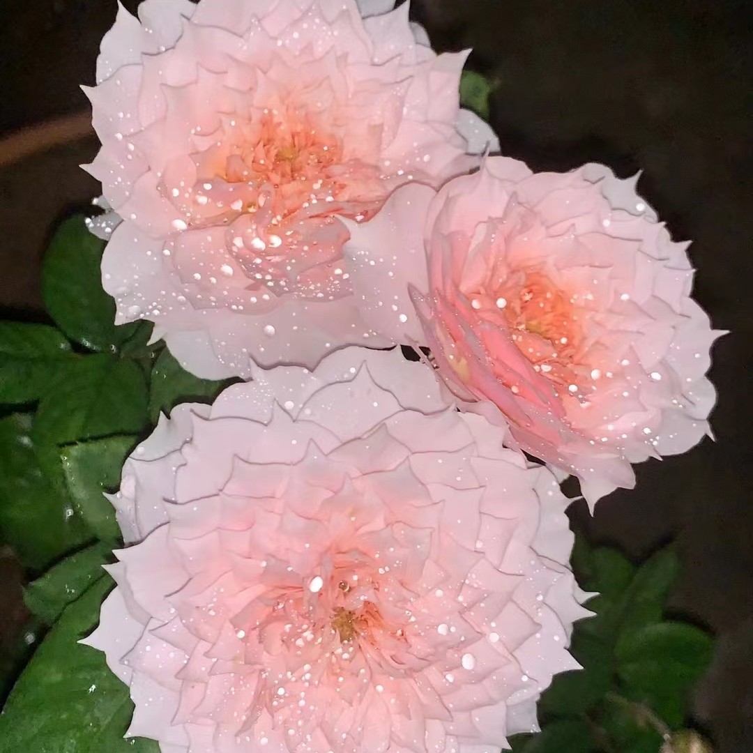 花小将 莫妮卡戴维  灌木月季长势慢 庭院阳台花园