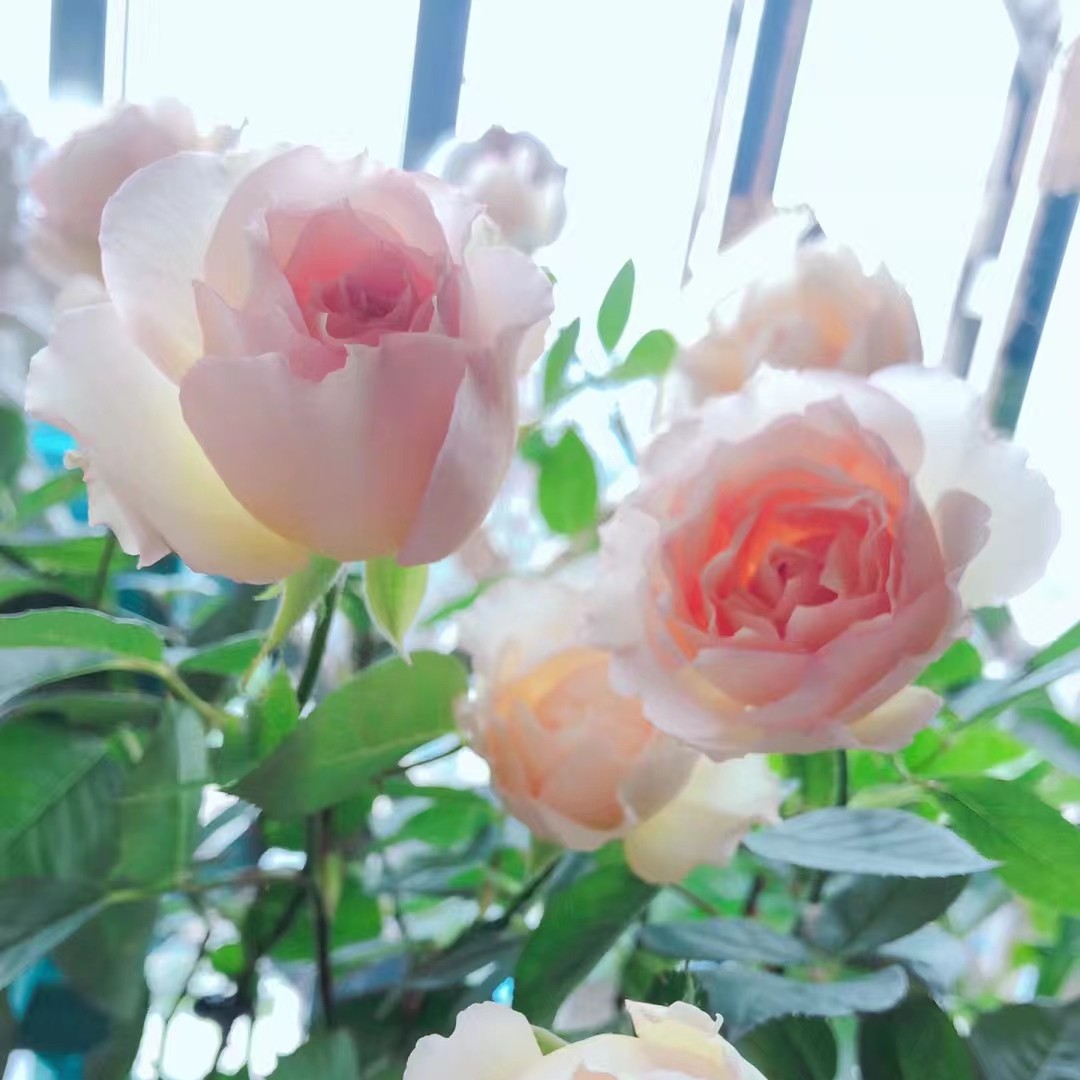 花小将 四季龙沙（吉莱塔） 耐开 耐晒 灌木