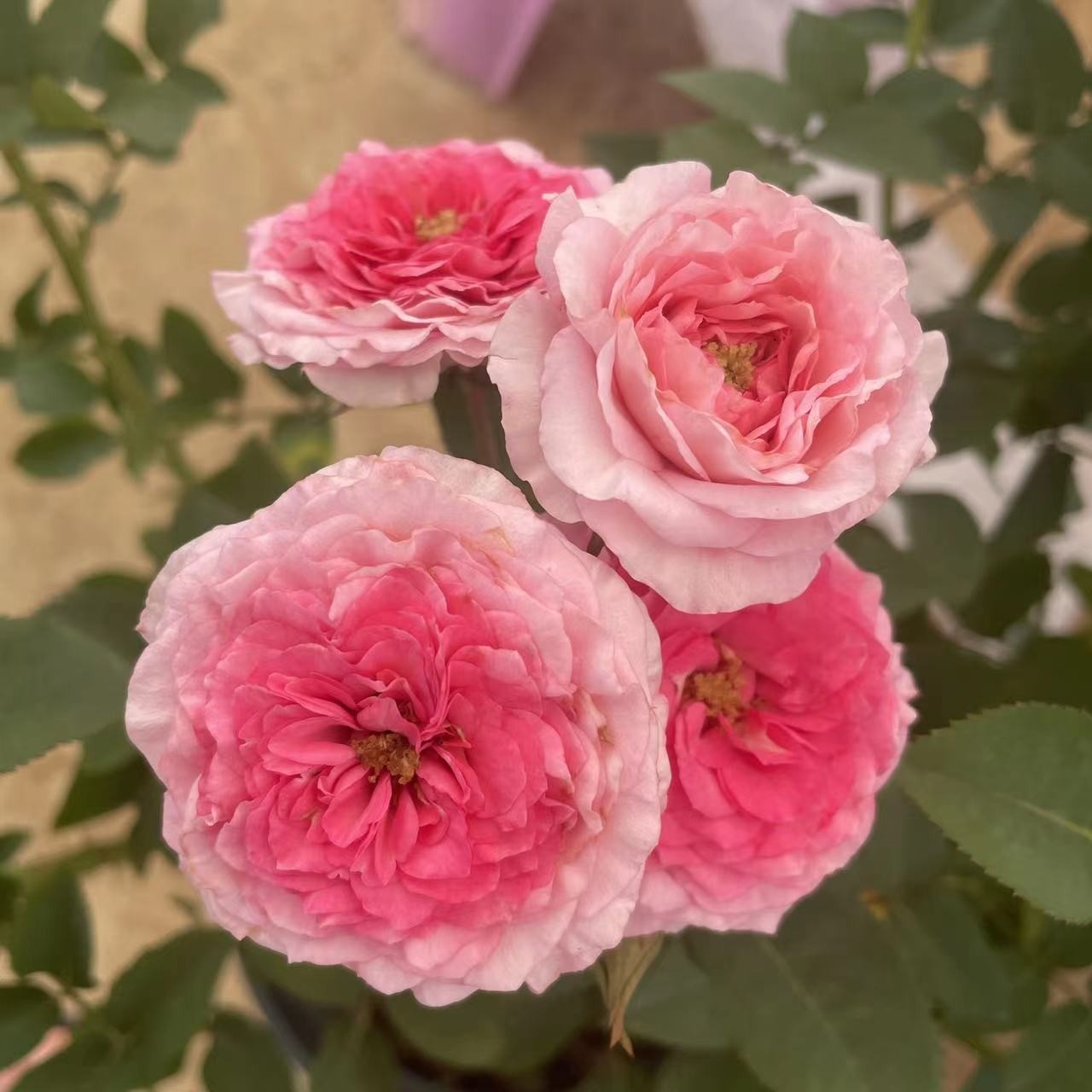 花小将 粉色花束 灌木 庭院阳台种植