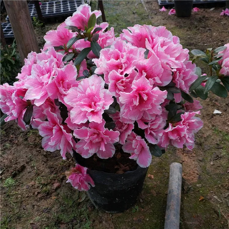 桃雪杜鹃花，粉戴佳人，退边桃雪四季开花，大花型重瓣，稀有品种