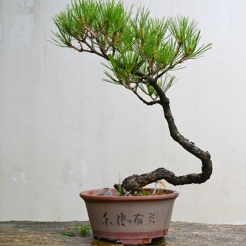 孤品山采黄山松盆景老桩一物一拍中式盆栽送长辈领导礼物松树青松