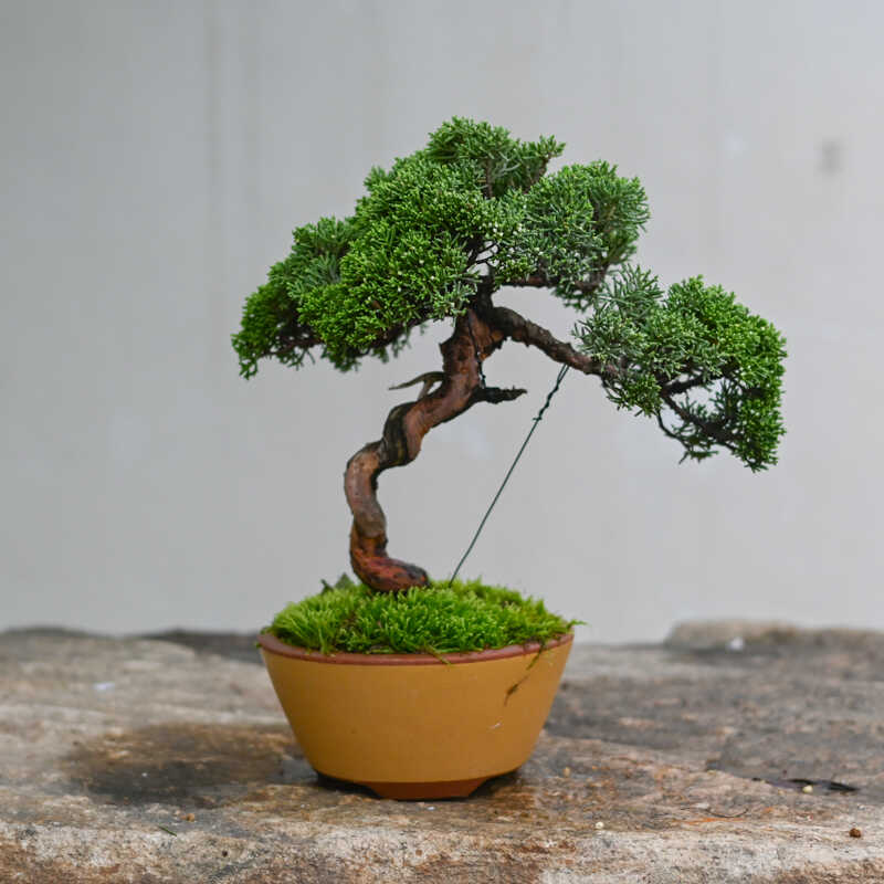 孤品济州真柏老桩造型盆景庭院别墅摆放精品盆栽四季常青纪州柏树