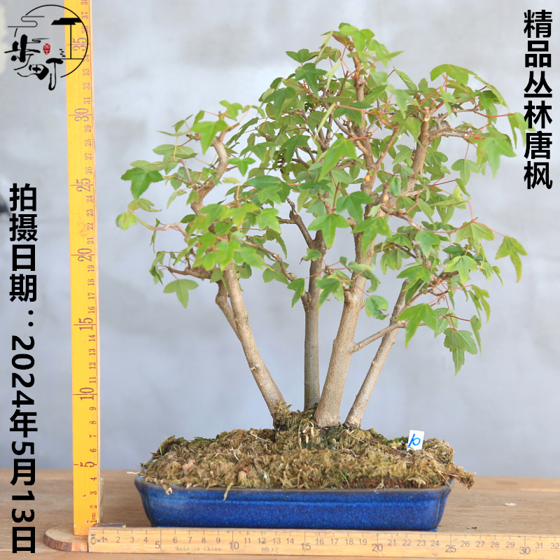 精品丛林唐枫老桩一物一拍造型骨架盆景盆栽茶室阳台庭院意境禅意