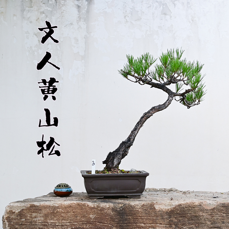 精品文人黄山松盆景山采老桩大型盆栽庭院别墅造景玄关松树迎客松