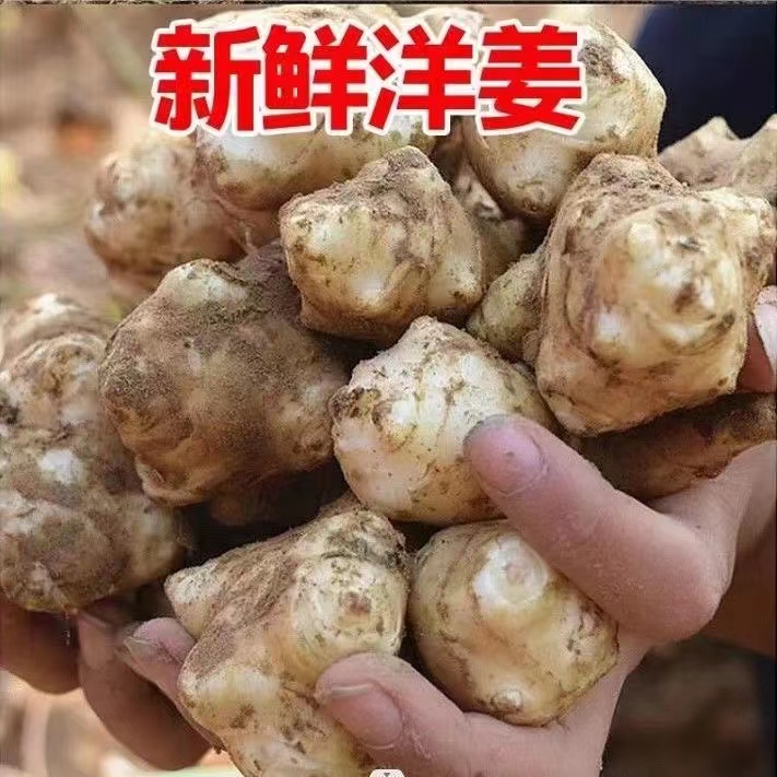 新鲜洋姜现挖现发鬼子姜菊芋腌菜泡姜不辣姜3斤装5斤装