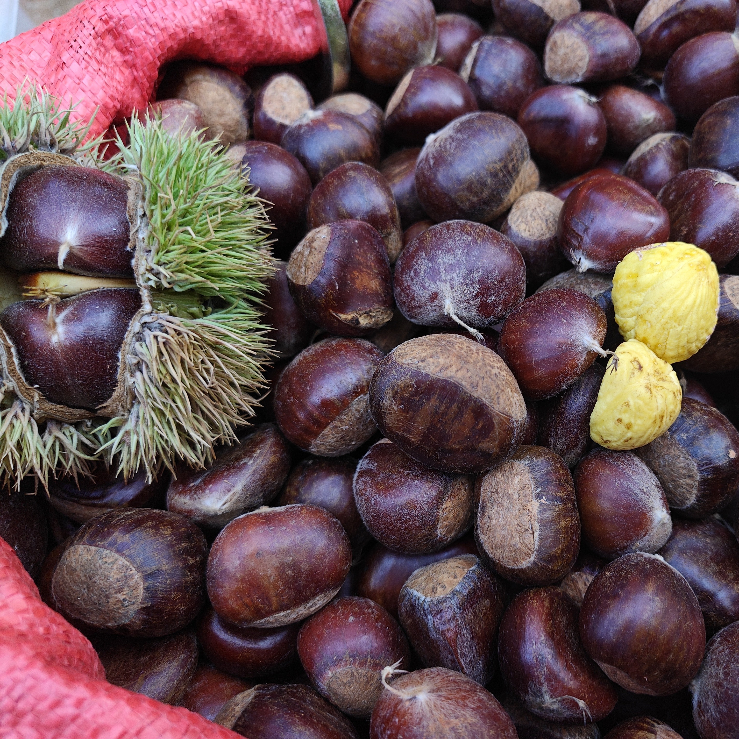 不打农药偶尔有虫介意【云南野生新鲜板栗】个头小介意勿拍