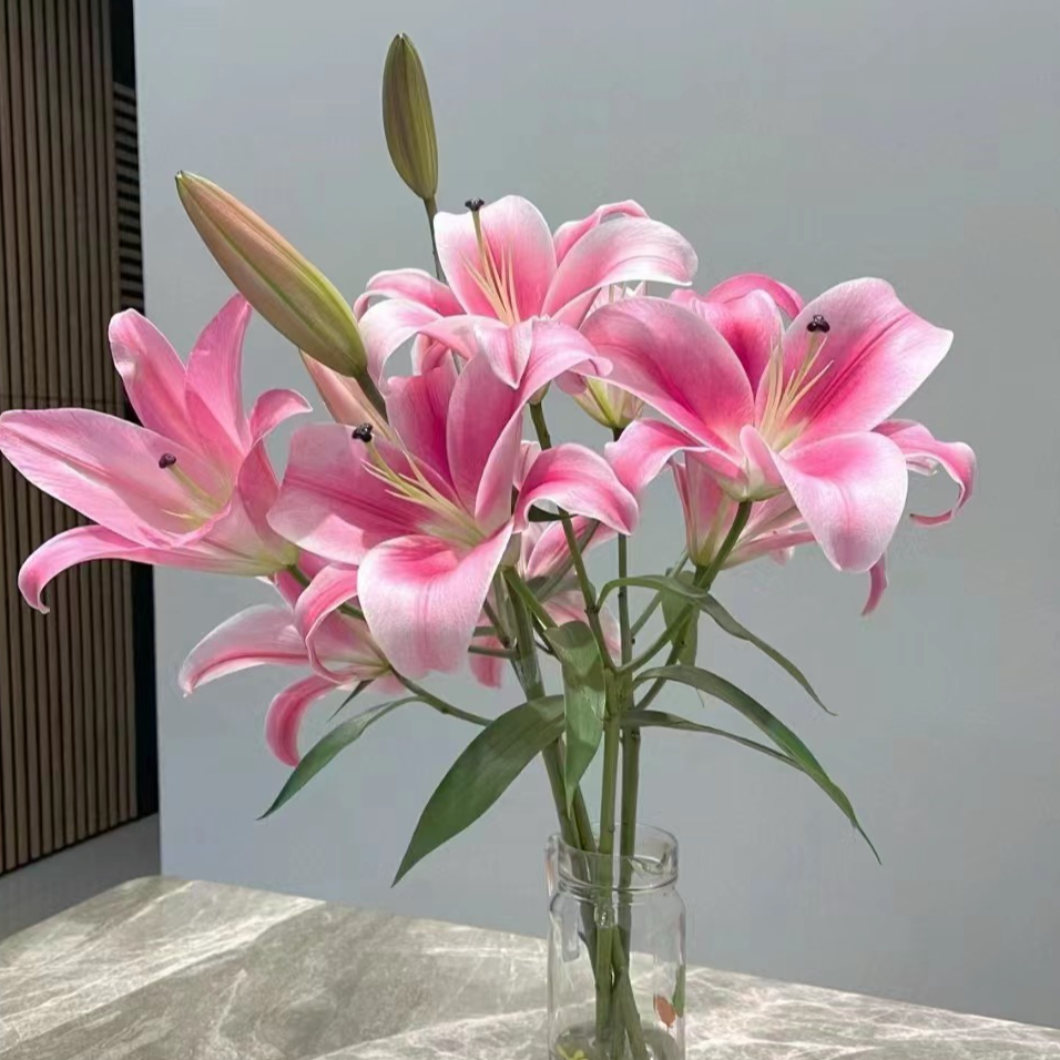 【若比邻优选】普拉芬多香水百合 【 温度地区差异颜色不同】昆明直发