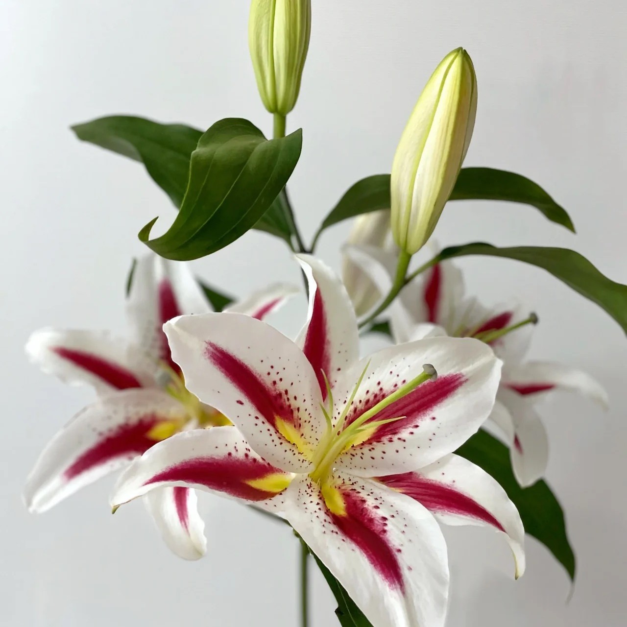 【若比邻优选】笑脸香水百合 清香  自带微笑一款花 顺丰冷链包邮