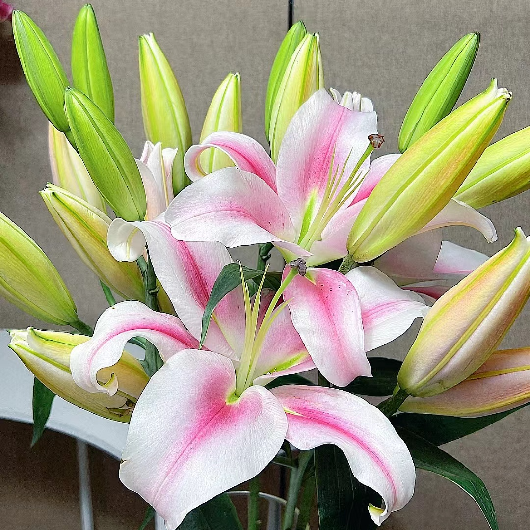 【若比邻优选】那个女人香水百合 奇怪可爱粉色打上腮红 昆明直发