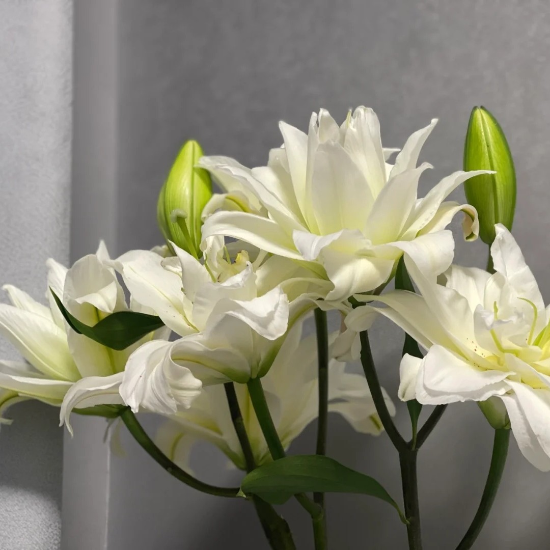 【若比邻优选】白雪公主重瓣香水百合 奶白奶白的 仙气 中心带黄 