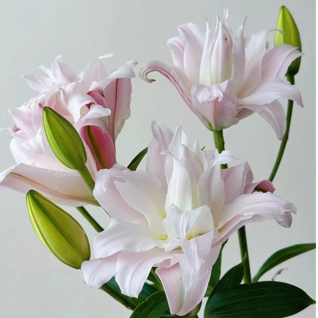 【若比邻优选】女神重瓣香水百合 自带珠光和腮红淡淡粉色 昆明直发