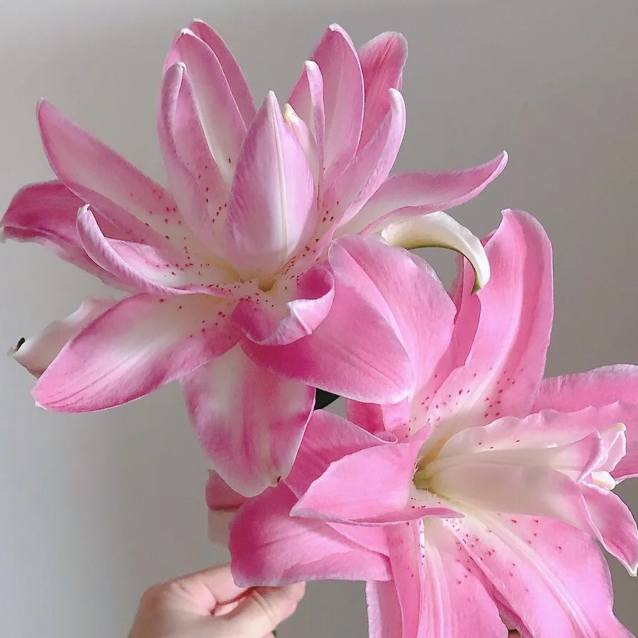 【若比邻优选】水蜜桃重瓣百合 清香怡人美观 昆明直发顺丰冷链包邮