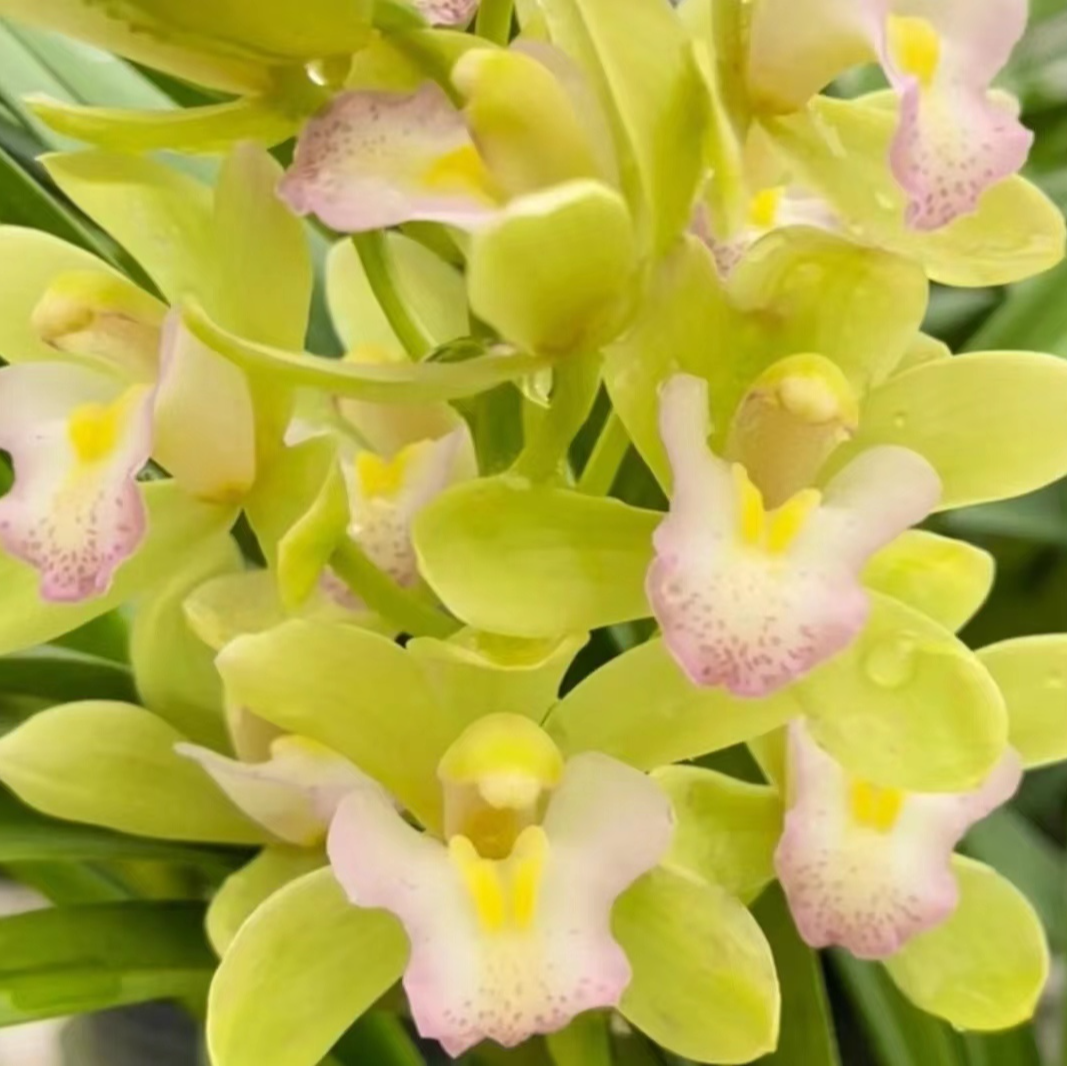 大花蕙兰香水香兰5支花剑起  原盆原土发货