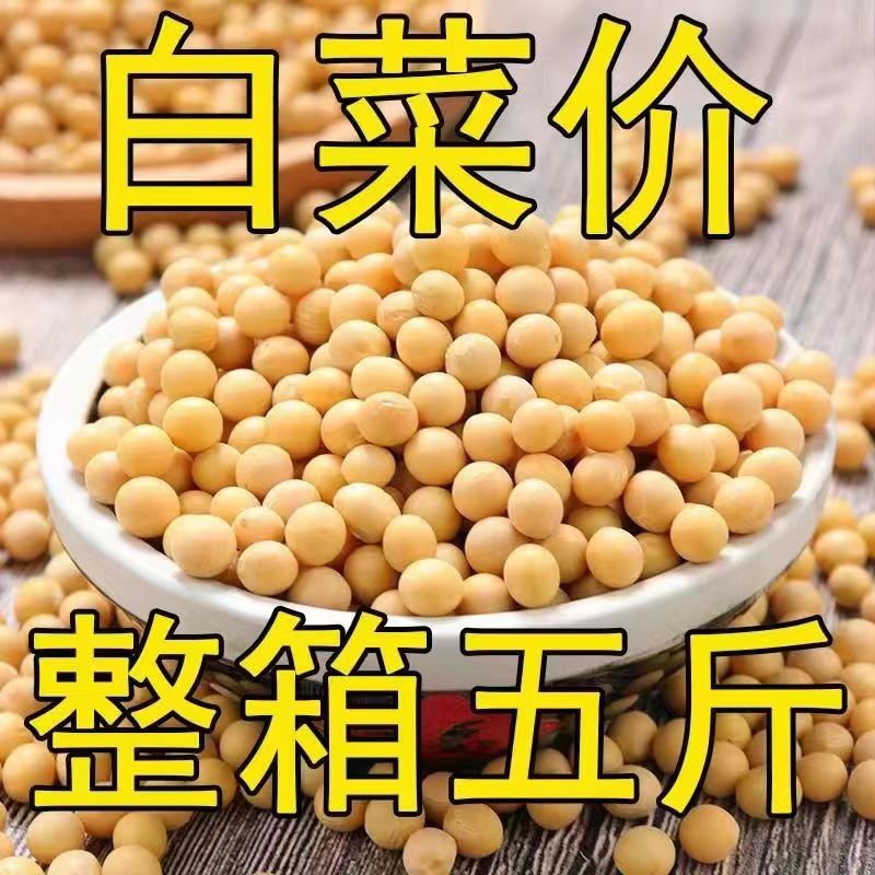 23年东北发豆芽的黄豆发黄豆芽专用豆黑龙江生豆牙小豆大黄豆