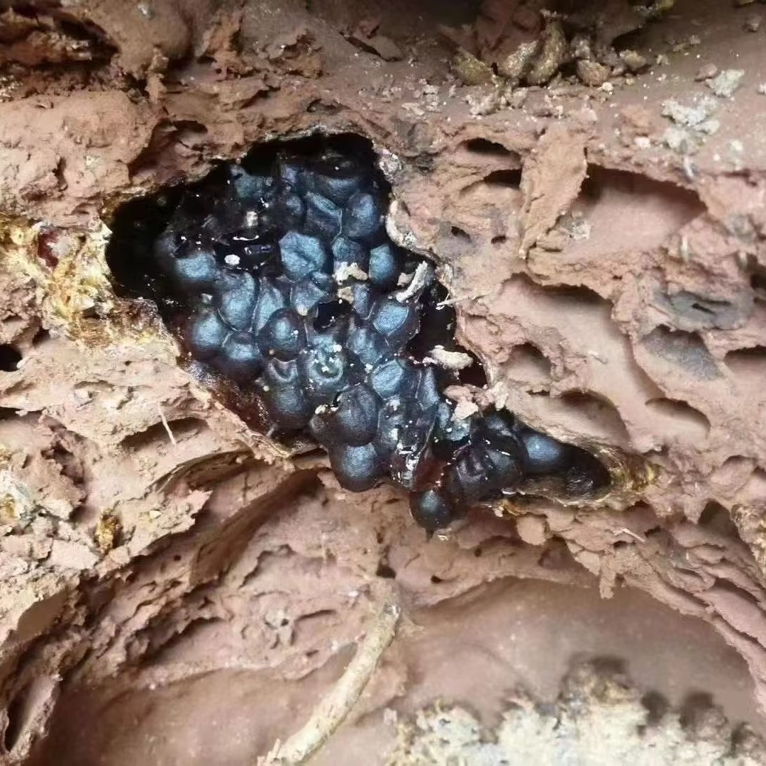 果家蜂蜜 500克*30瓶，共30斤 一年内使用 （2025年 第三年 上新）