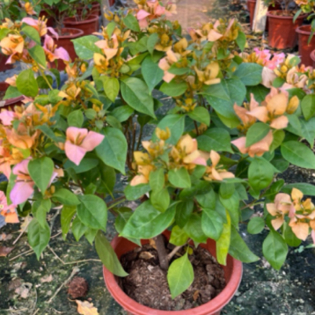 三角梅盆景一物一拍