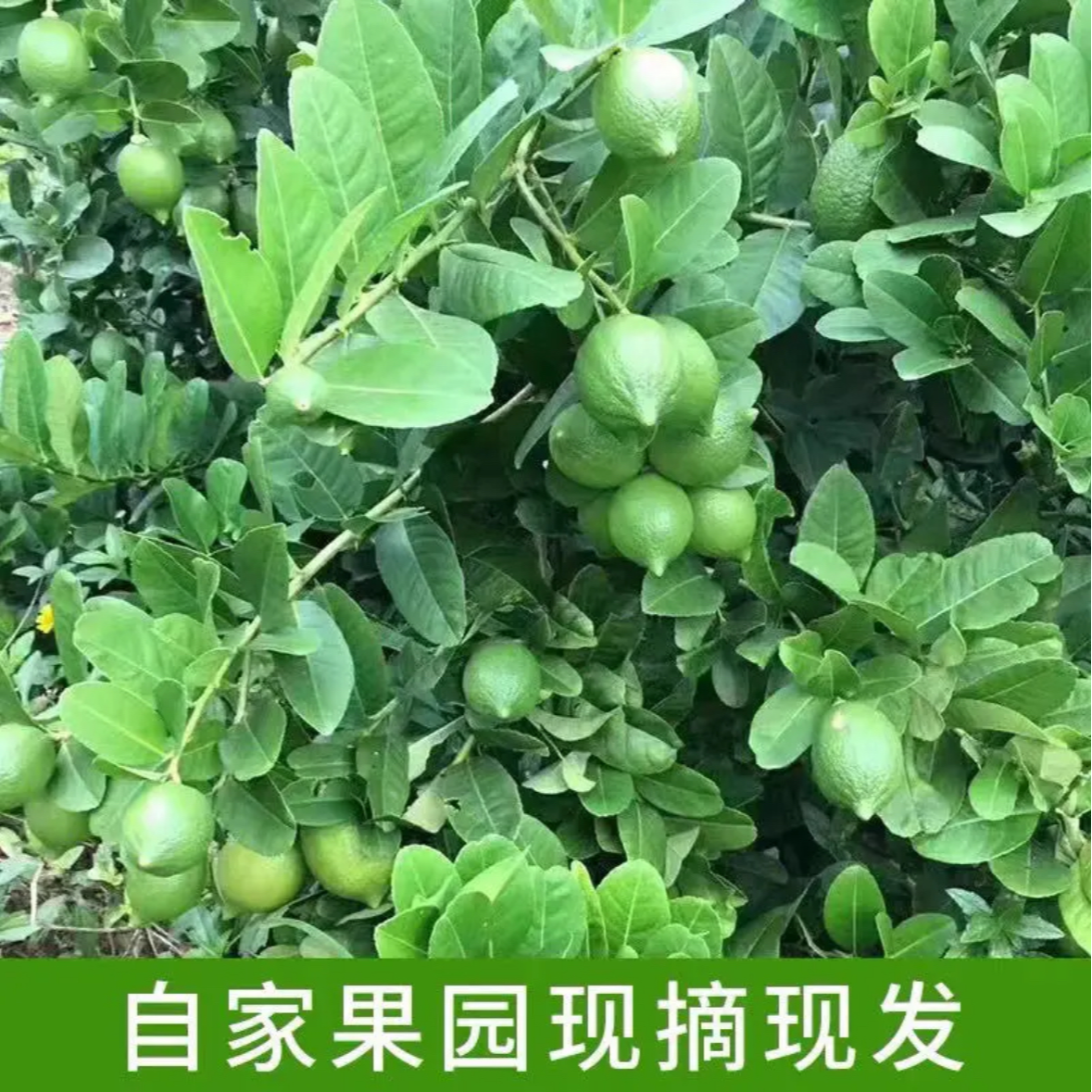 【到手5斤】正宗广东香水柠檬无籽新鲜爆香柠檬果园现摘奶茶店专用