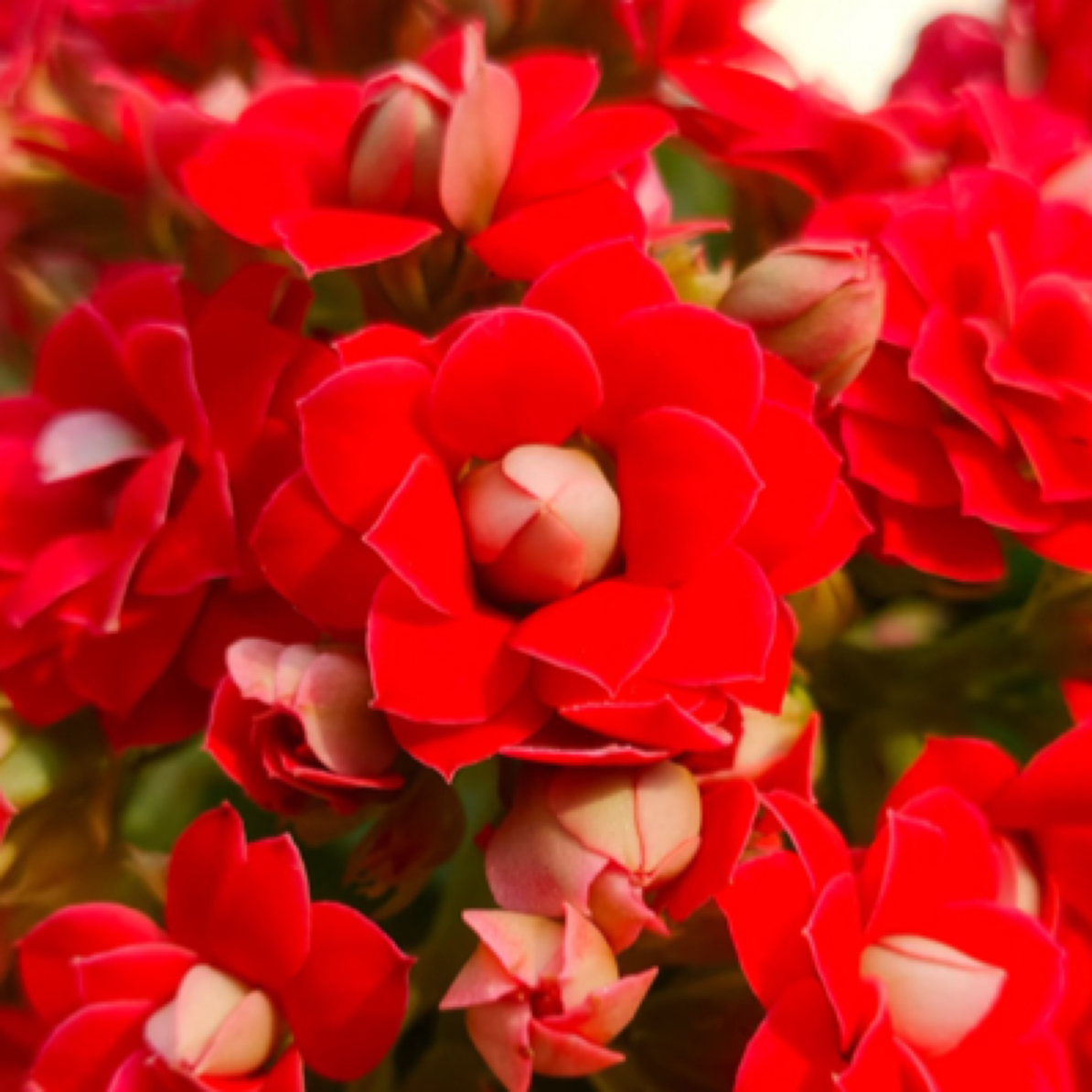 [卉雅—凤舞]精品长寿花带花苞（120盆）（花苞生，介者勿拍）