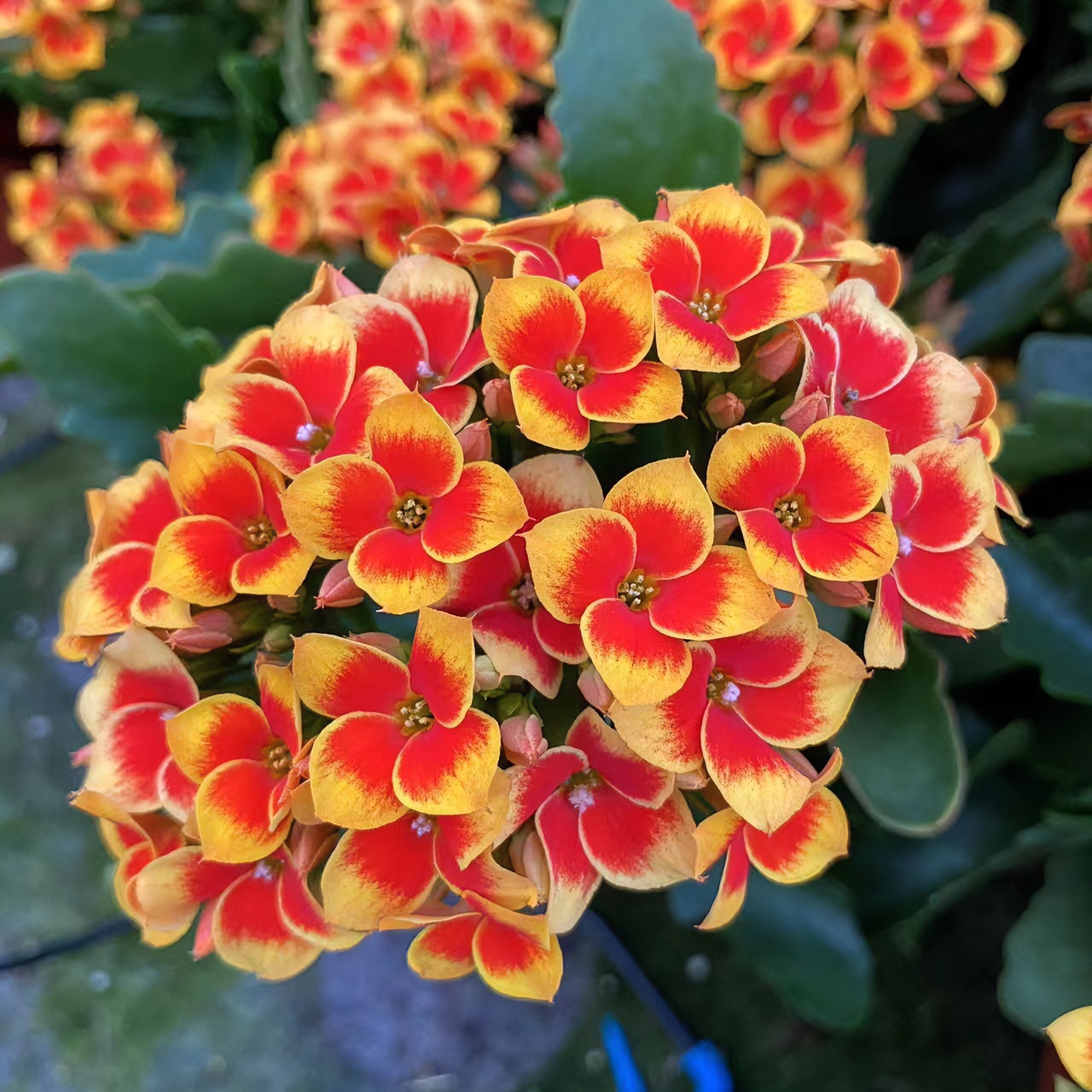 [卉雅—罗比橙]单瓣大花精品长寿花带花苞（120盆）