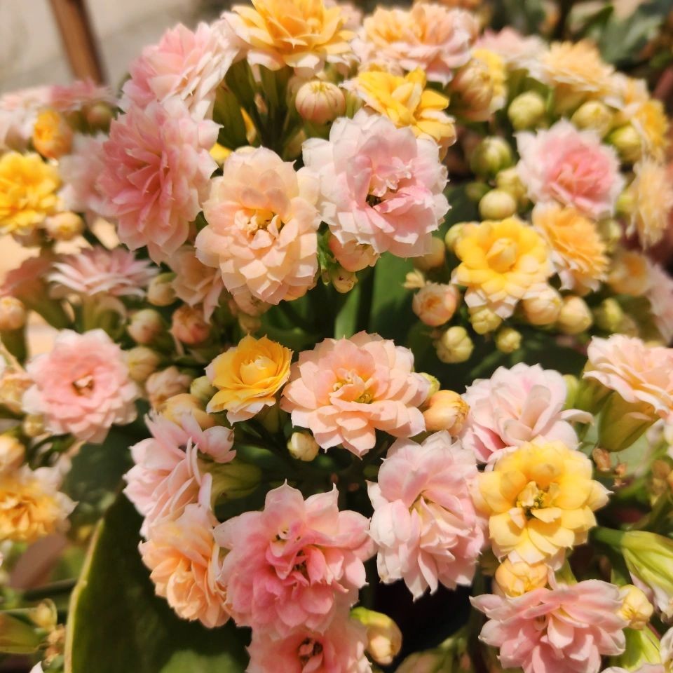 [卉雅—水果糖]精品长寿带花苞（120盆）