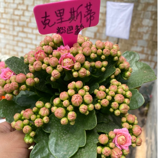 [卉雅—克里斯蒂]重瓣大花精品长寿花带花苞（120盆）