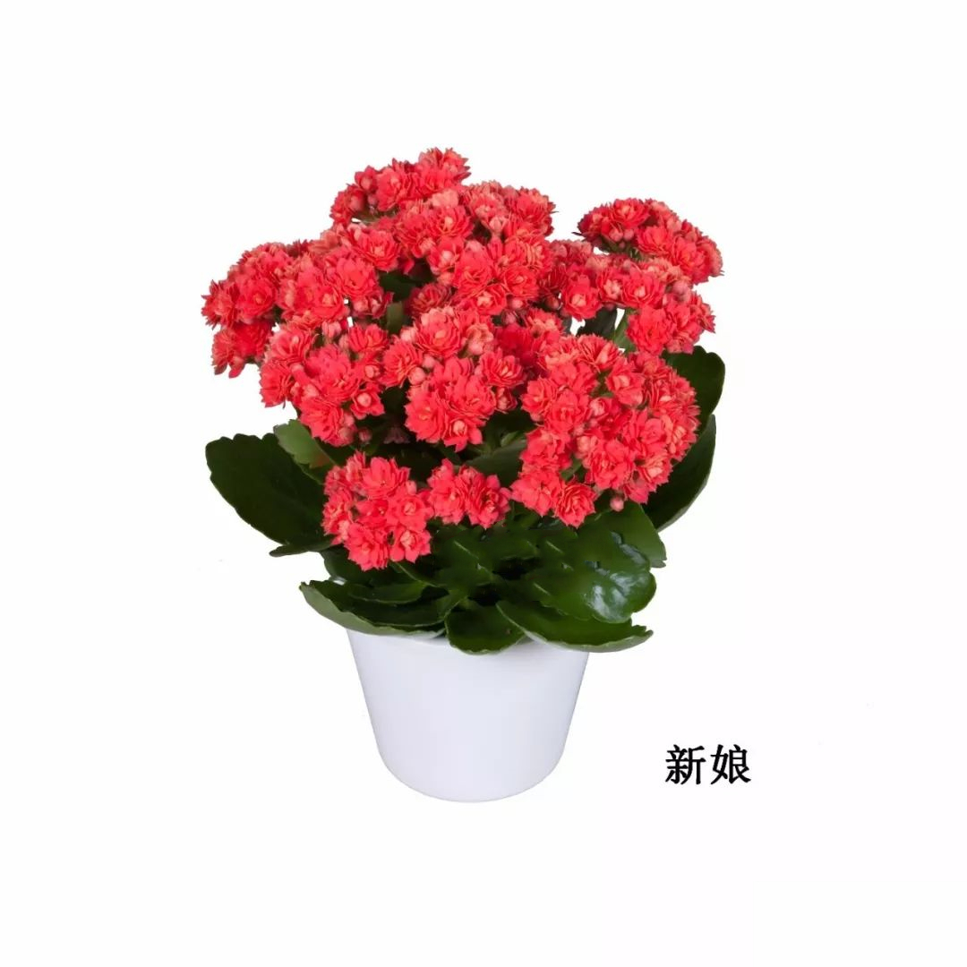 [卉雅—新娘]精品长寿花（120盆）