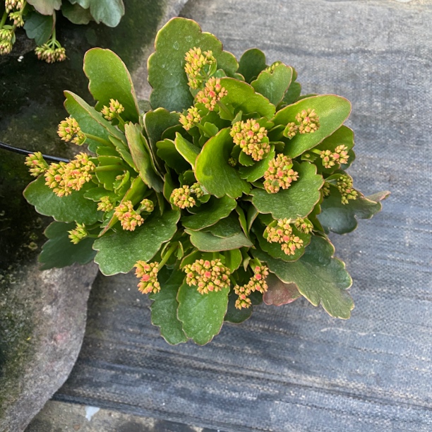 [卉雅一格特鲁]精品长寿花带花苞(120盆)