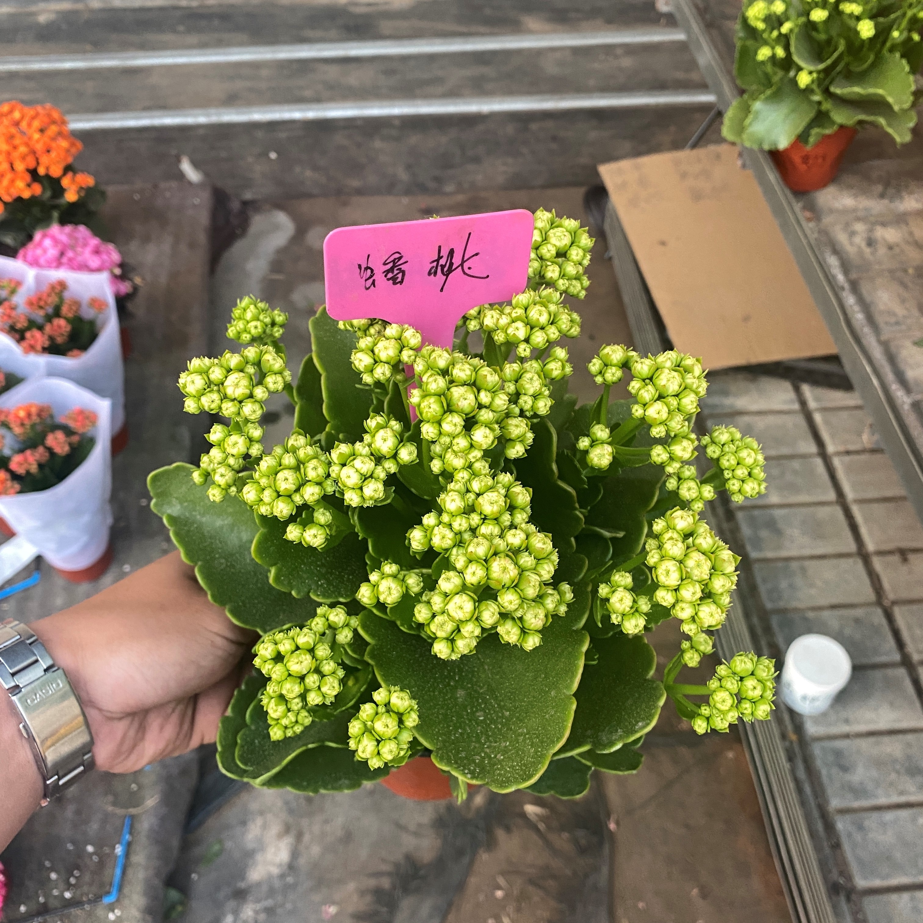 [卉雅—蟠桃]精品长花带花苞（120盆）（花苞生，介者勿拍）