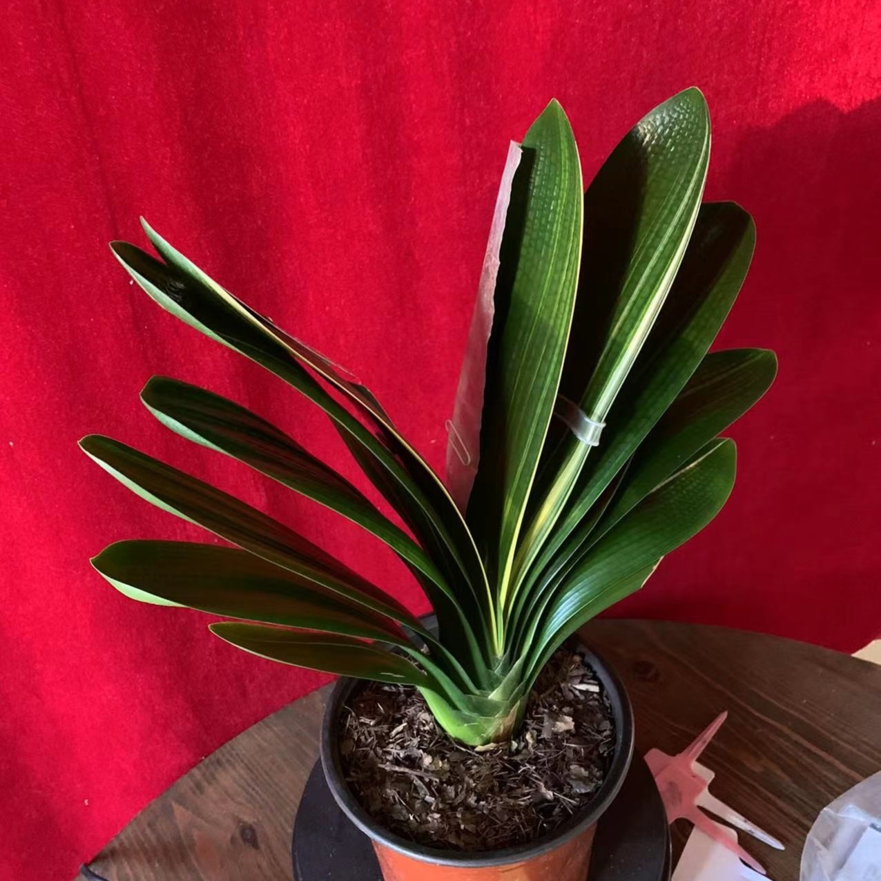 宝恒精品君子兰（五）