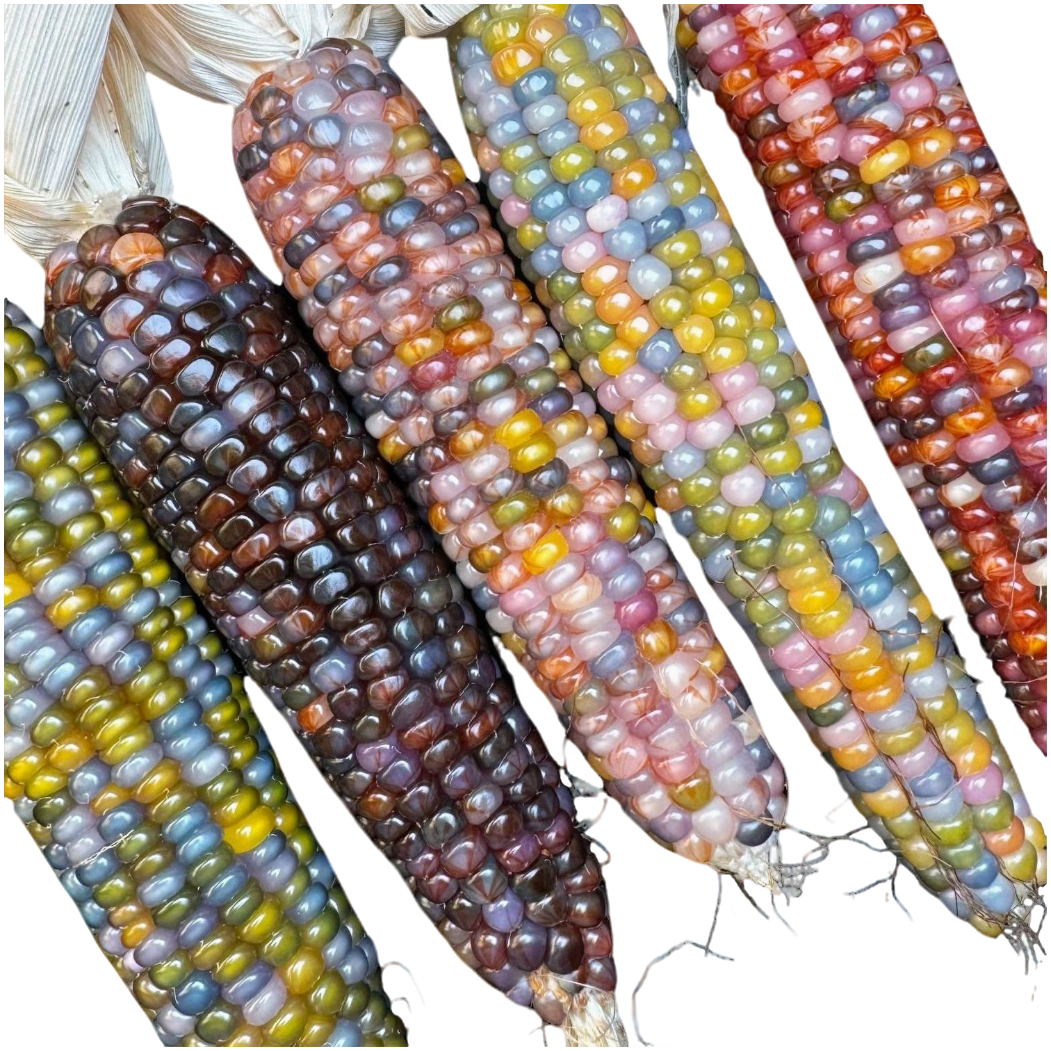 DIY玉米粒直播间一物一拍