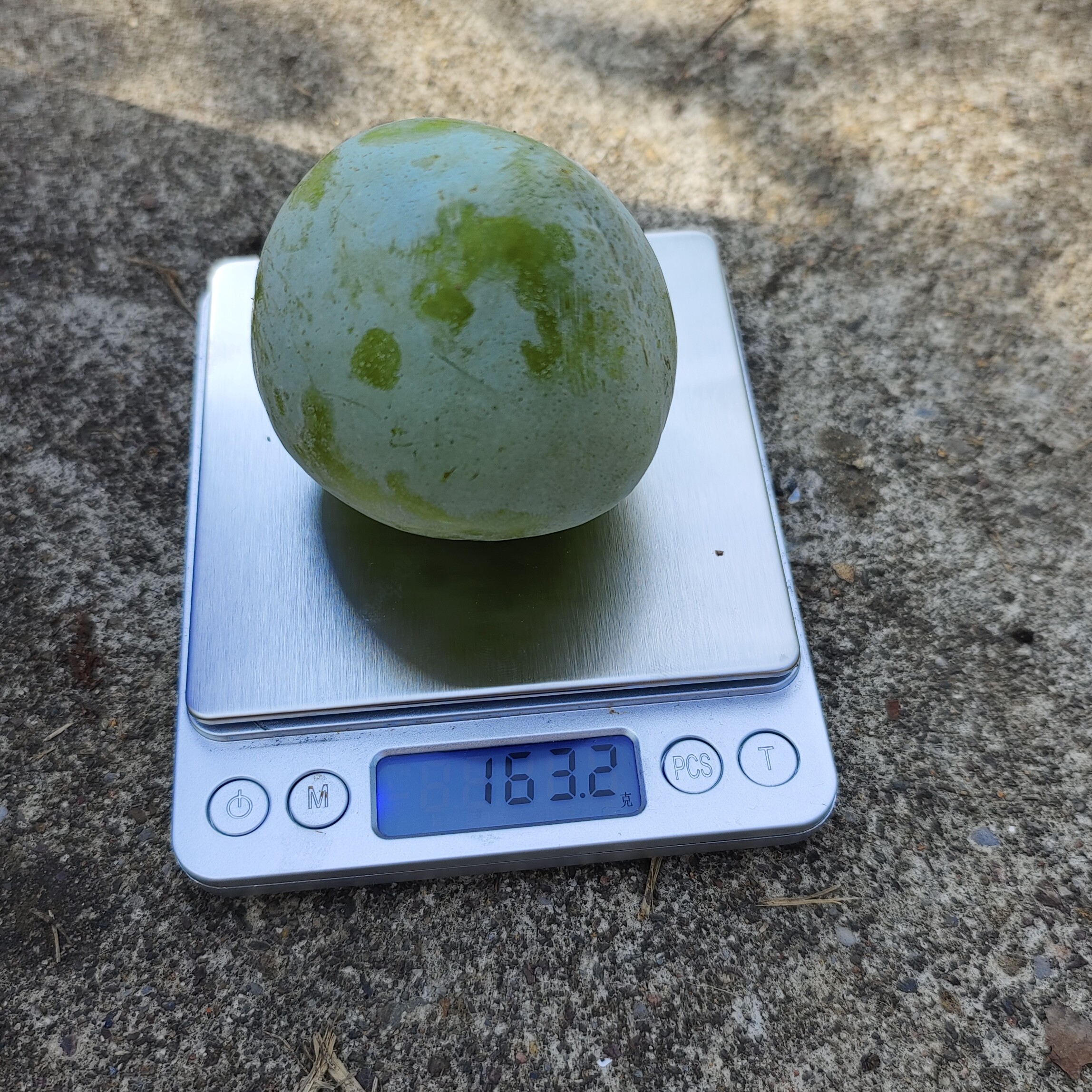 皇后李比蜂糖李还好吃 嫁接晚熟大果