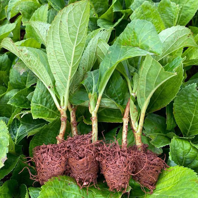 10颗绣球花苗小苗无尽夏庭院阳台花卉植物好养易活植物云南直发