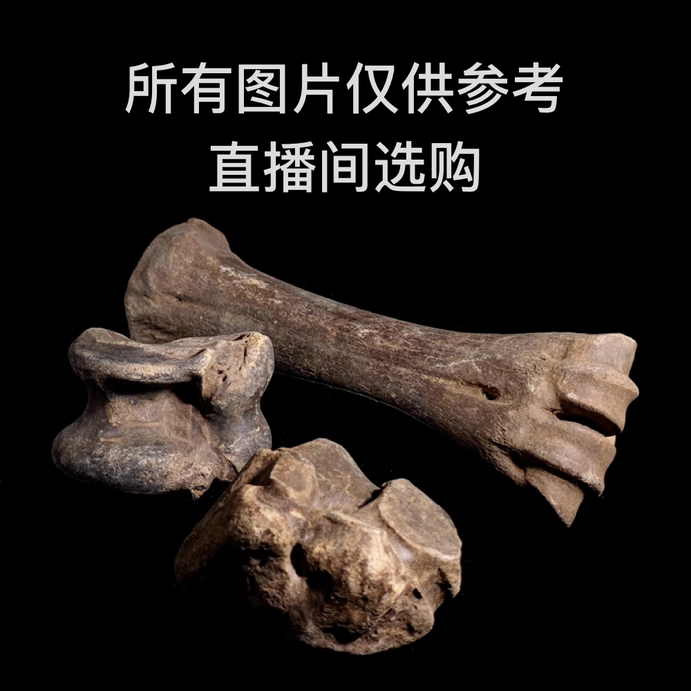 50起骨化石摆件【直播间一物一拍】