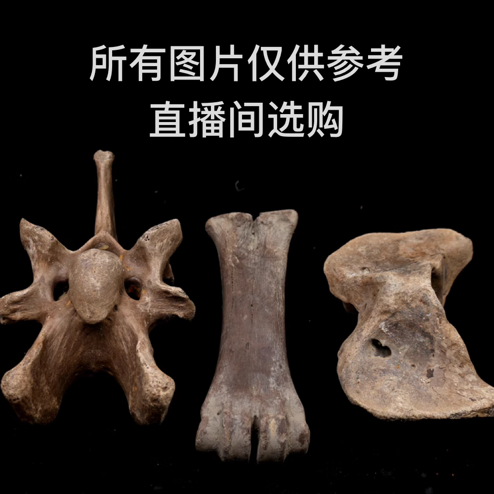 五十米以下骨化石摆石观赏石直播间购买一物一拍