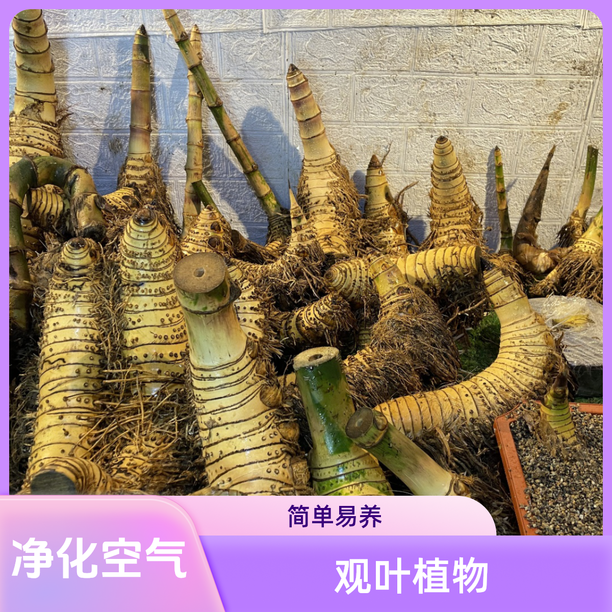 小叶簕竹生桩海南广东广西品种观型赏叶绿植簕竹盆景植物