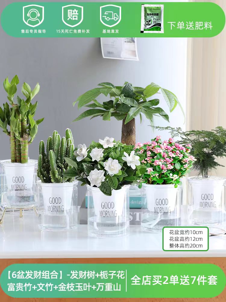 绿萝箩吊兰发财树花卉盆栽小绿植办公室内多肉植物水培好养除甲醛
