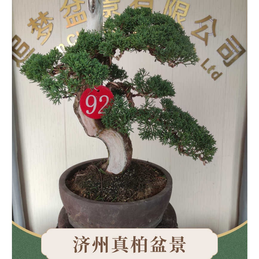 【92】精品济州真柏盆景