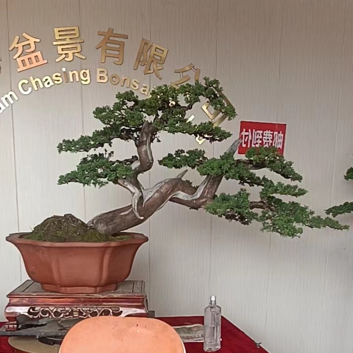 [寻梦盆景]直播专用定金链接~黑松柏树美观植物庭院春季中大型