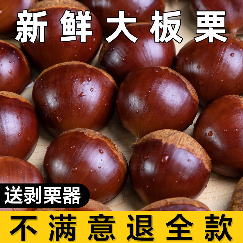板栗【产地直发】2021丹东生新鲜大板栗带壳应季水果批发当季