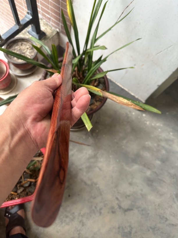 巴里黄檀的鞋把子