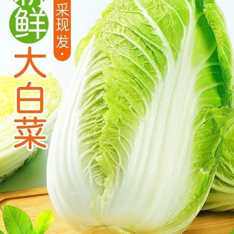 正宗南阳大白菜新鲜白菜农家自种黄心白菜腌制泡菜特价批发冬储菜